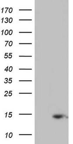 UBA52 Monoclonal Antibody (OTI7A8), TrueMAB , OriGene 30 &mu;L; Unconjugated:Antibodies,