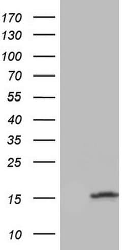 UBA52 Monoclonal Antibody (OTI5D12), TrueMAB , OriGene:Antibodies:Primary