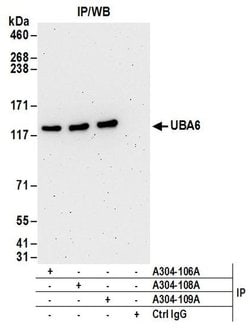 UBA6 Rabbit anti-Human, Mouse, Polyclonal, Bethyl Laboratories 100 &mu;L;