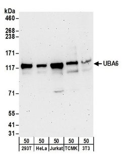 UBA6 Rabbit anti-Human, Mouse, Polyclonal, Bethyl Laboratories 100 &mu;L;
