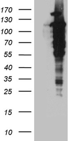 UBA7 Mouse anti-Human, Clone: OTI2B6, liquid, TrueMAB 100 &mu;L; Unconjugated:Antibodies,