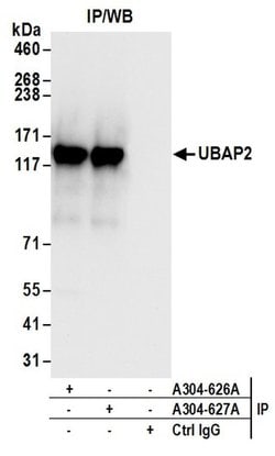 UBAP2 Rabbit anti-Human, Polyclonal, Bethyl Laboratories 100 &mu;L; Unconjugated:Antibodies,