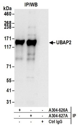 UBAP2 Rabbit anti-Human, Polyclonal, Bethyl Laboratories 100 &mu;L; Unconjugated:Antibodies,