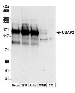 UBAP2 Rabbit anti-Human, Polyclonal, Bethyl Laboratories 100 &mu;L; Unconjugated:Antibodies,