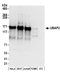 UBAP2 Rabbit anti-Human, Polyclonal, Bethyl Laboratories 100 &mu;L; Unconjugated:Antibodies,
