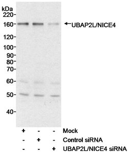 UBAP2L/NICE4 Rabbit anti-Human, Polyclonal, Bethyl Laboratories 100 &mu;l;
