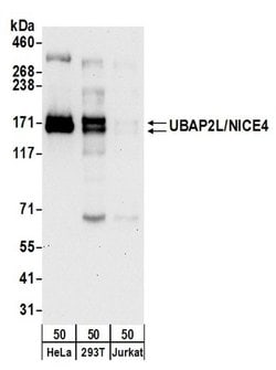 UBAP2L/NICE4 Rabbit anti-Human, Polyclonal, Bethyl Laboratories 100 &mu;L;