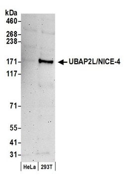 UBAP2L/NICE4 Rabbit anti-Human, Polyclonal, Bethyl Laboratories 100 &mu;l;