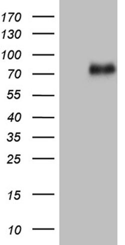 UBASH3A Mouse anti-Human, Clone: OTI5B4, lyophilized, TrueMAB 100 &mu;g;