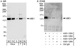 UBE1 Rabbit anti-Human, Mouse, Polyclonal, Bethyl Laboratories 100 &mu;L;