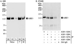 UBE1 Rabbit anti-Human, Mouse, Polyclonal, Bethyl Laboratories 100 &mu;L;