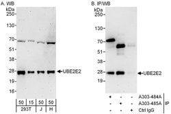 UBE2E2 Rabbit anti-Human, Polyclonal, Bethyl Laboratories 100 &mu;l; Unlabeled:Antibodies,