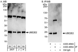 UBE2E2 Rabbit anti-Human, Polyclonal, Bethyl Laboratories 100 &mu;l; Unlabeled:Antibodies,