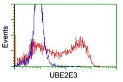UBE2E3 Mouse anti-Human, Mouse, Clone: OTI4G4, lyophilized, TrueMAB 100