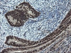 UBE2E3 Monoclonal Antibody (OTI1B4), TrueMAB , OriGene 100 &mu;L; Unconjugated:Antibodies,