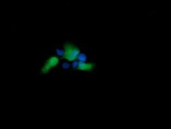 UBE2G2 Mouse anti-Canine, Human, Mouse, Rat, Clone: OTI1D2, lyophilized,
