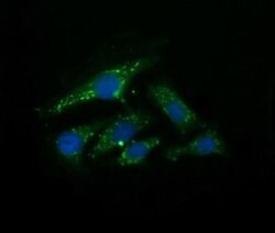 UBE2G2 Mouse anti-Canine, Human, Mouse, Rat, Clone: OTI4D6, liquid, TrueMAB