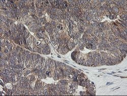 UBE2G2 Mouse anti-Canine, Human, Mouse, Clone: OTI1B10, lyophilized, TrueMAB