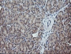 UBE2G2 Mouse anti-Canine, Human, Mouse, Clone: OTI1B10, lyophilized, TrueMAB