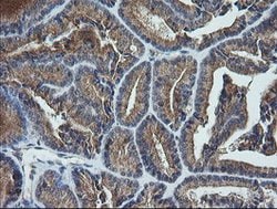 UBE2G2 Mouse anti-Canine, Human, Mouse, Clone: OTI1B10, lyophilized, TrueMAB