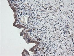 UBE2G2 Mouse anti-Canine, Human, Mouse, Clone: OTI1B10, lyophilized, TrueMAB