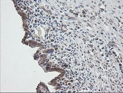 UBE2G2 Monoclonal Antibody (OTI1B10), TrueMAB , OriGene 30 &mu;L; Unconjugated:Antibodies,