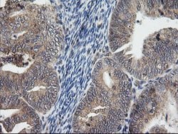 UBE2G2 Mouse anti-Canine, Human, Mouse, Clone: OTI1B10, lyophilized, TrueMAB