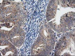 UBE2G2 Monoclonal Antibody (OTI1B10), TrueMAB , OriGene 30 &mu;L; Unconjugated:Antibodies,