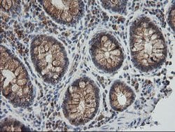 UBE2G2 Mouse anti-Canine, Human, Mouse, Clone: OTI1B10, lyophilized, TrueMAB