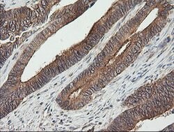 UBE2G2 Mouse anti-Canine, Human, Mouse, Clone: OTI1B10, lyophilized, TrueMAB