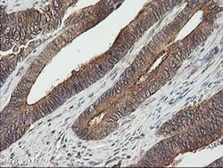 UBE2G2 Monoclonal Antibody (OTI1B10), TrueMAB , OriGene 30 &mu;L; Unconjugated:Antibodies,