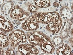 UBE2G2 Mouse anti-Canine, Human, Mouse, Clone: OTI1B10, lyophilized, TrueMAB