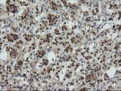 UBE2G2 Mouse anti-Canine, Human, Mouse, Clone: OTI1B10, lyophilized, TrueMAB