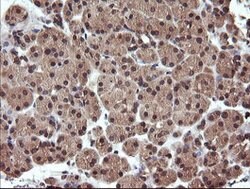 UBE2G2 Mouse anti-Canine, Human, Mouse, Rat, Clone: OTI1D2, lyophilized,