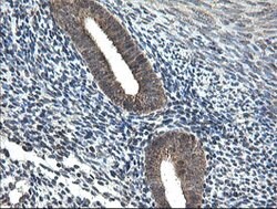 UBE2G2 Mouse anti-Canine, Human, Mouse, Rat, Clone: OTI1D2, lyophilized,