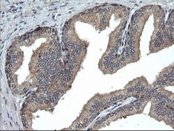 UBE2G2 Mouse anti-Canine, Human, Mouse, Rat, Clone: OTI1D2, lyophilized,