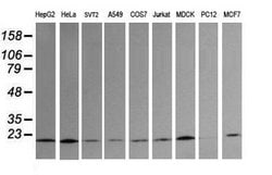 UBE2G2 Mouse anti-Canine, Human, Mouse, Clone: OTI1B10, lyophilized, TrueMAB