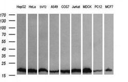 UBE2G2 Mouse anti-Canine, Human, Mouse, Rat, Clone: OTI4D6, liquid, TrueMAB