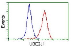 UBE2J1 Mouse anti-Human, Clone: OTI3E6, lyophilized, TrueMAB 100 &mu;g;