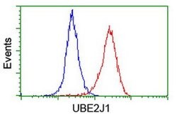 UBE2J1 Monoclonal Antibody (OTI3E6), TrueMAB , OriGene 100 &mu;L; Unconjugated:Antibodies,