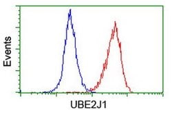 UBE2J1 Monoclonal Antibody (OTI1F6), TrueMAB , OriGene 100 &mu;L | Buy Online | Origene Technologies | Fisher Scientific