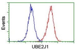 UBE2J1 Monoclonal Antibody (OTI1F6), TrueMAB , OriGene 100 &mu;L | Buy Online | Origene Technologies | Fisher Scientific