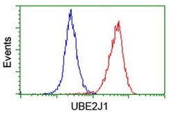 UBE2J1 Mouse anti-Canine, Human, Mouse, Rat, Clone: OTI3D1, lyophilized,