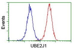 UBE2J1 Mouse anti-Canine, Human, Mouse, Rat, Clone: OTI3D1, lyophilized,