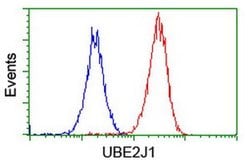 UBE2J1 Monoclonal Antibody (OTI2G2), TrueMAB , OriGene:Antibodies:Primary