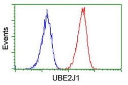 UBE2J1 Monoclonal Antibody (OTI2G2), TrueMAB , OriGene:Antibodies:Primary