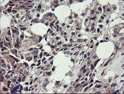 UBE2J1 Mouse anti-Human, Clone: OTI3E6, lyophilized, TrueMAB 100 &mu;g;