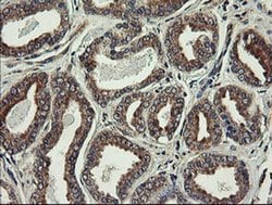 UBE2J1 Monoclonal Antibody (OTI3E6), TrueMAB , OriGene 100 &mu;L; Unconjugated:Antibodies,