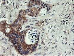 UBE2J1 Mouse anti-Human, Clone: OTI3E6, lyophilized, TrueMAB 100 &mu;g;