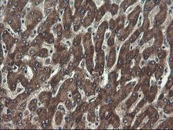 UBE2J1 Mouse anti-Human, Clone: OTI3E6, lyophilized, TrueMAB 100 &mu;g;